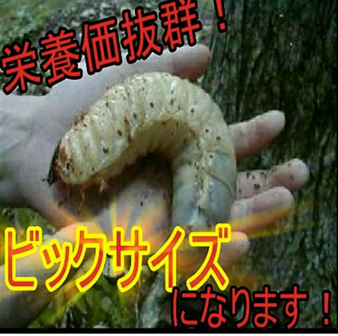 幼虫が巨大化します！ヒマラヤひらたけ発酵マット☆産卵にも抜群！クヌギ100%原料