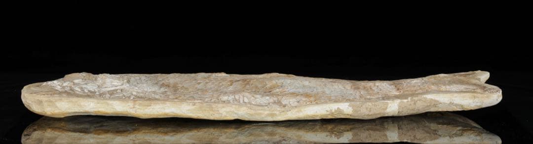 白亜紀前期 サンタナ層産 古代魚化石 クラドキクルス 古生物化石 標本 骨格