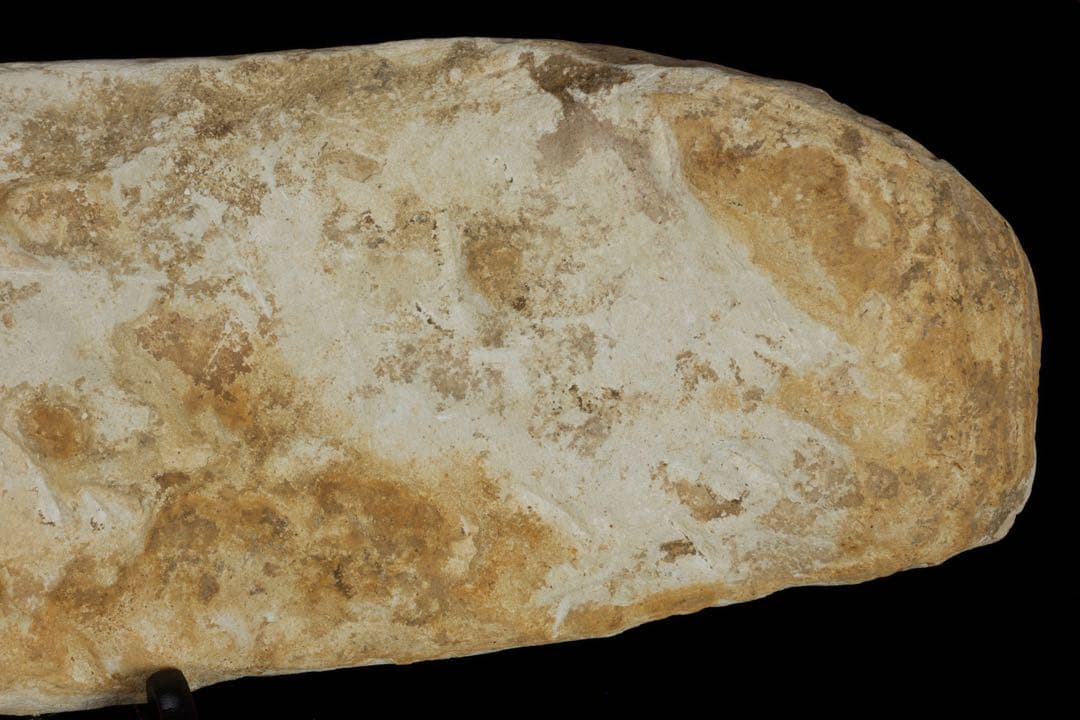 白亜紀前期 サンタナ層産 古代魚化石 クラドキクルス 古生物化石 標本 骨格
