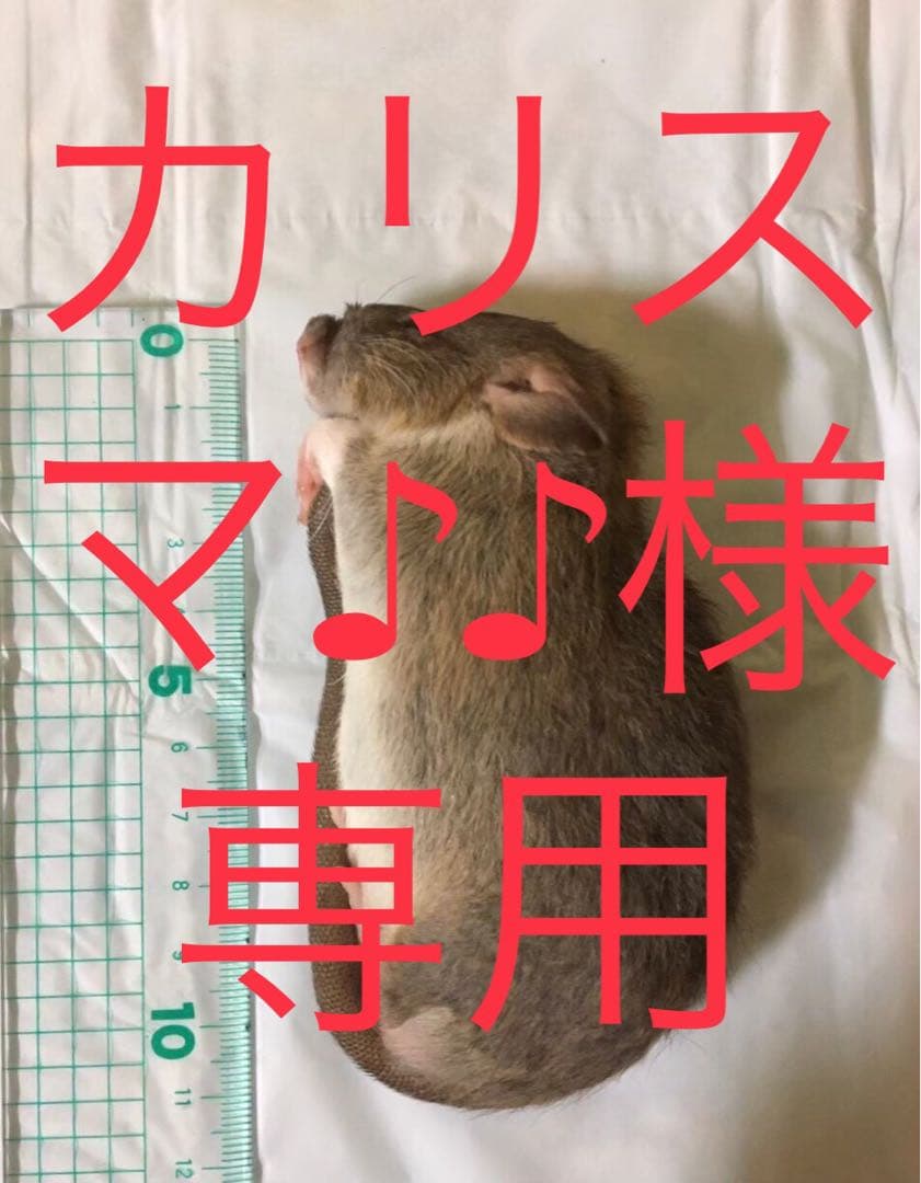 爬虫類・両生類のエサ PS100 PL50 ADM50 ADL50