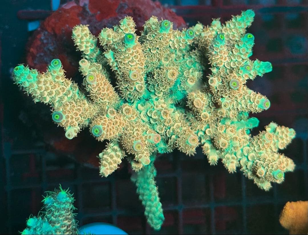 SPS 7種類