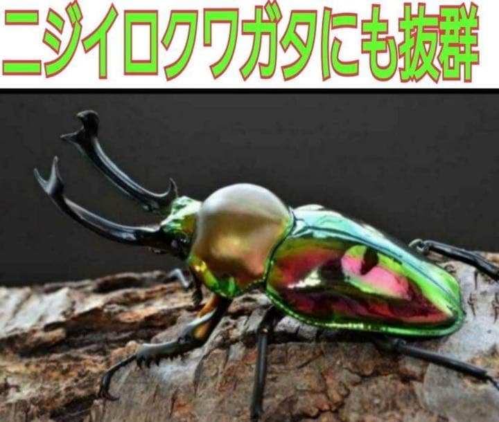 極上！ヒマラヤひらたけ菌糸ブロック【8個】初菌のみ使用！国産オオクワ85ミリ実績