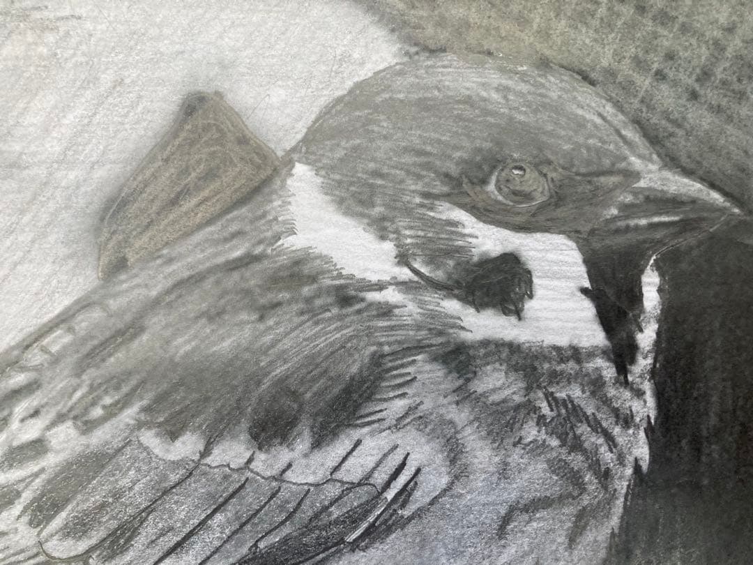 雀　鉛筆画