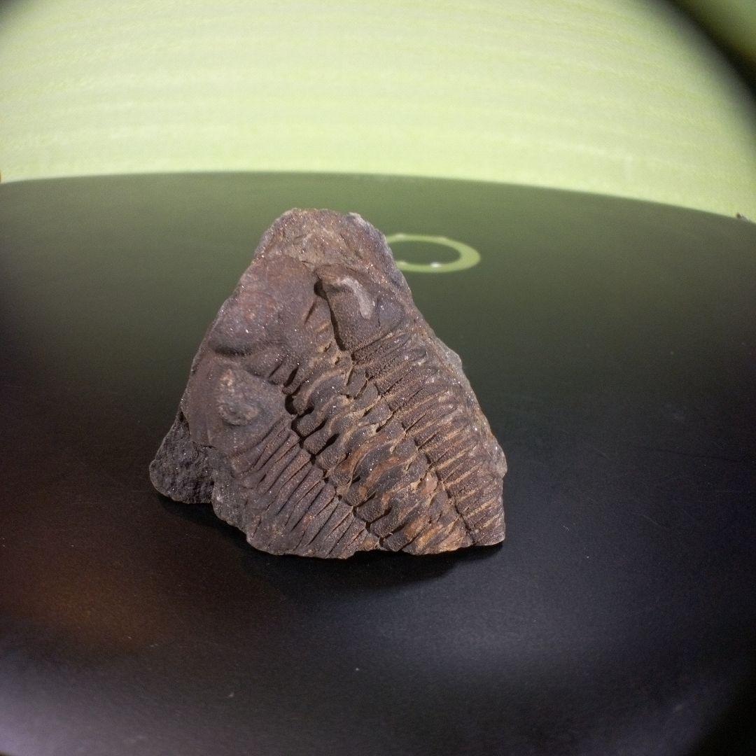 三葉虫　化石　ボリビア産　南アメリカ　trilobite　南米産fossil⑧