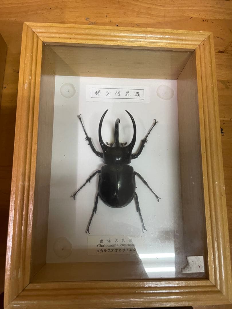 昆虫標本