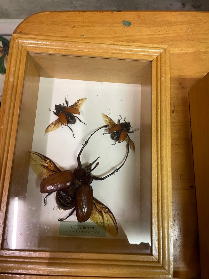 昆虫標本