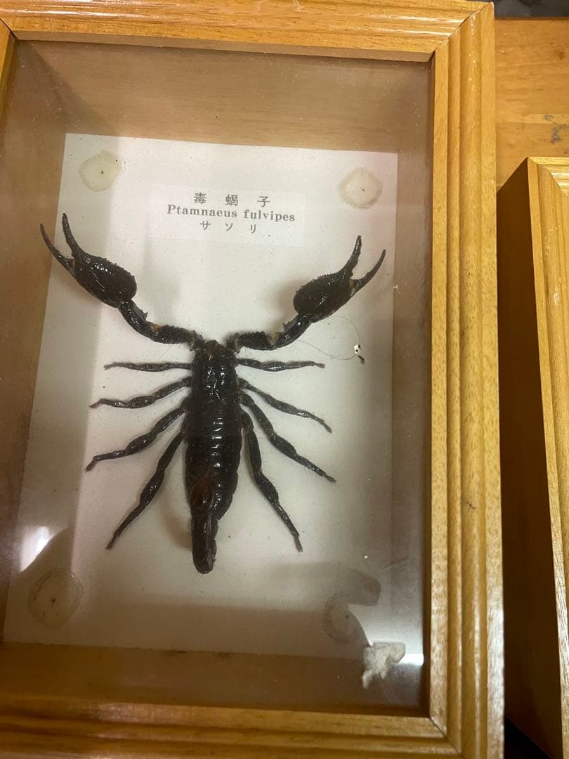 昆虫標本