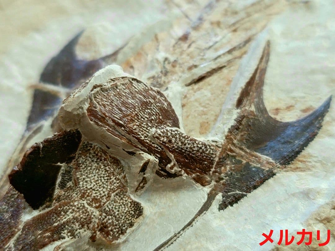 3D！魚類化石【Coccodus insignis】(crusher fish)