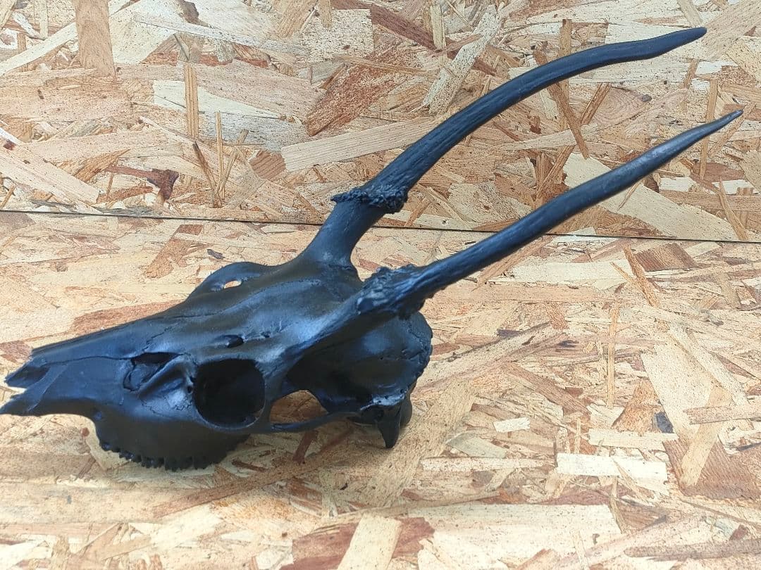 エゾ鹿(ニホンジカ)の頭蓋骨　呪物？