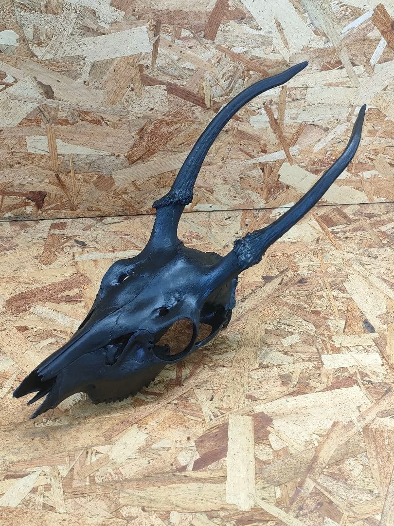 エゾ鹿(ニホンジカ)の頭蓋骨　呪物？