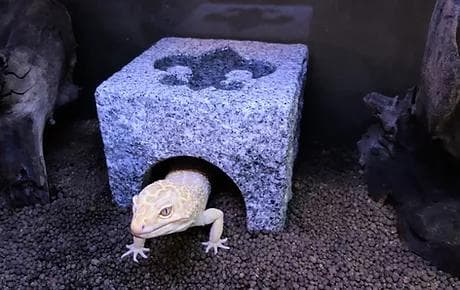 爬虫類　角型シェルター　3