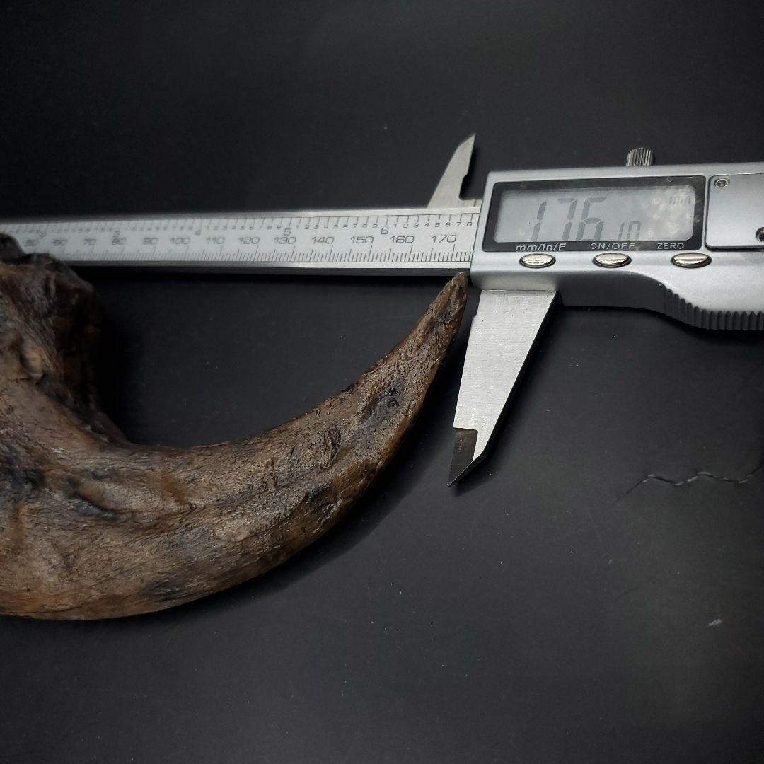 アロサウルス 爪 化石 レプリカ 約176.10mm  arr15