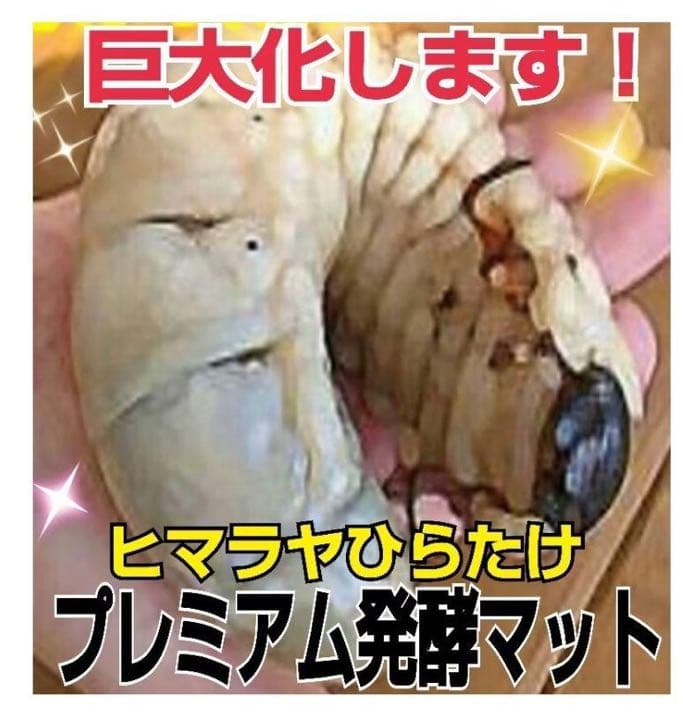 ギネスサイズ実績！特選プレミアム3次発酵カブトムシマット【5袋】特殊アミノ酸配合