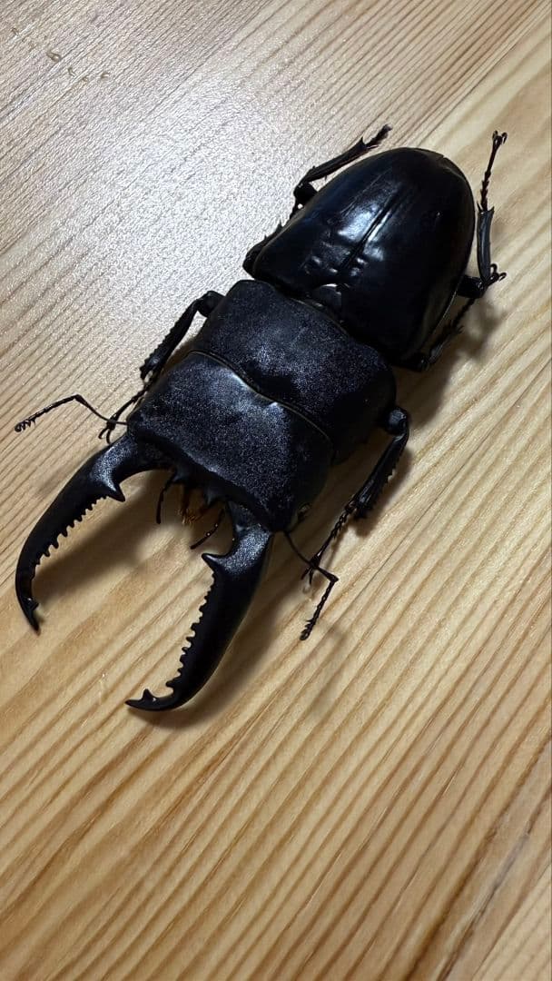スマトラオオヒラタ　パラワンオオヒラタ　Ｂ品