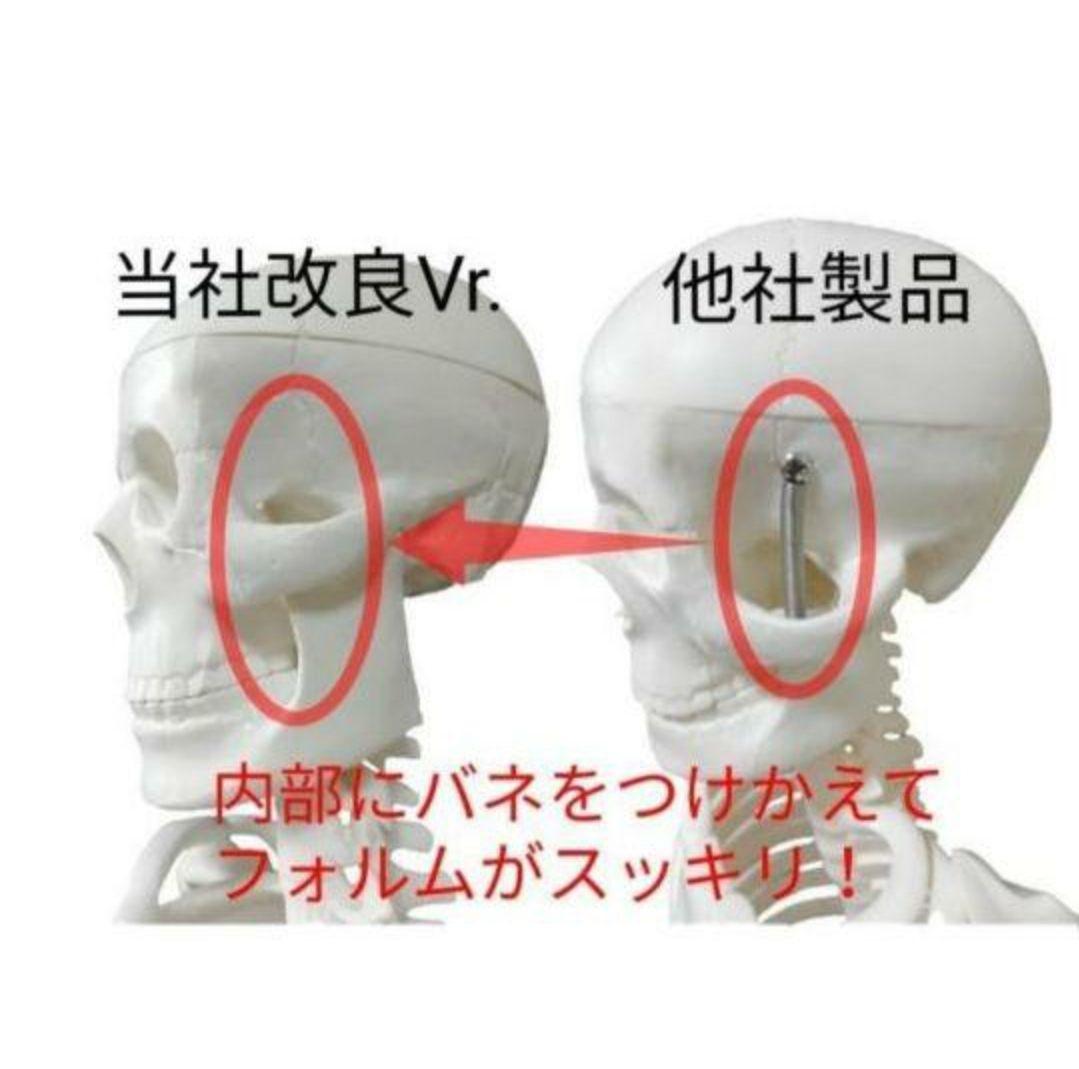 人体骨格模型　85cm　1/2サイズ
