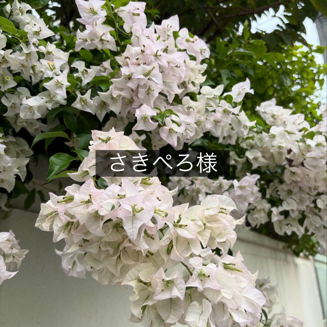 さきぺろ様