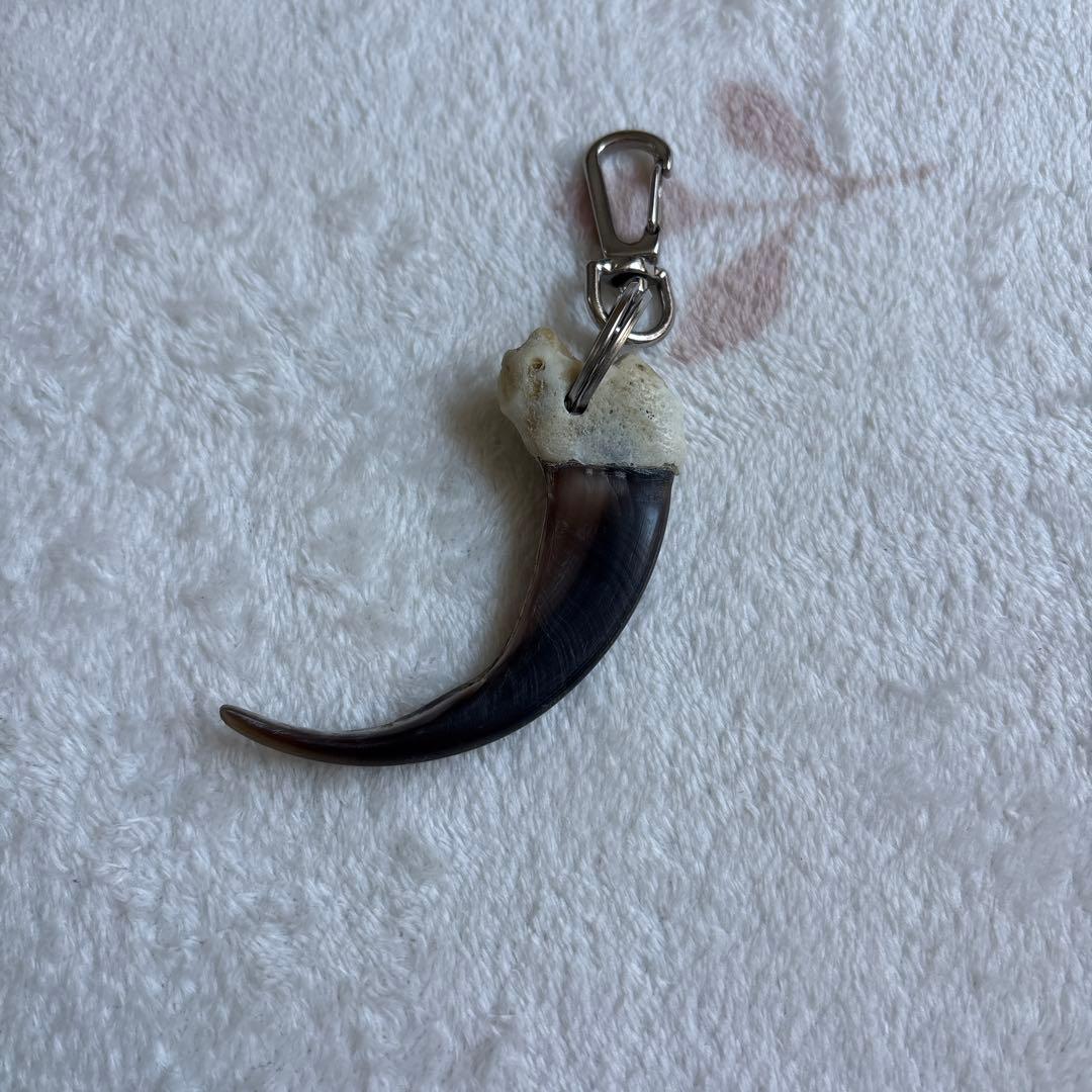 Y*6様 クマの爪