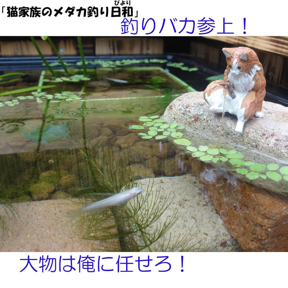 ビオトープ 40L トロ舟＆木枠セット（棚付き）メダカ・金魚飼育用