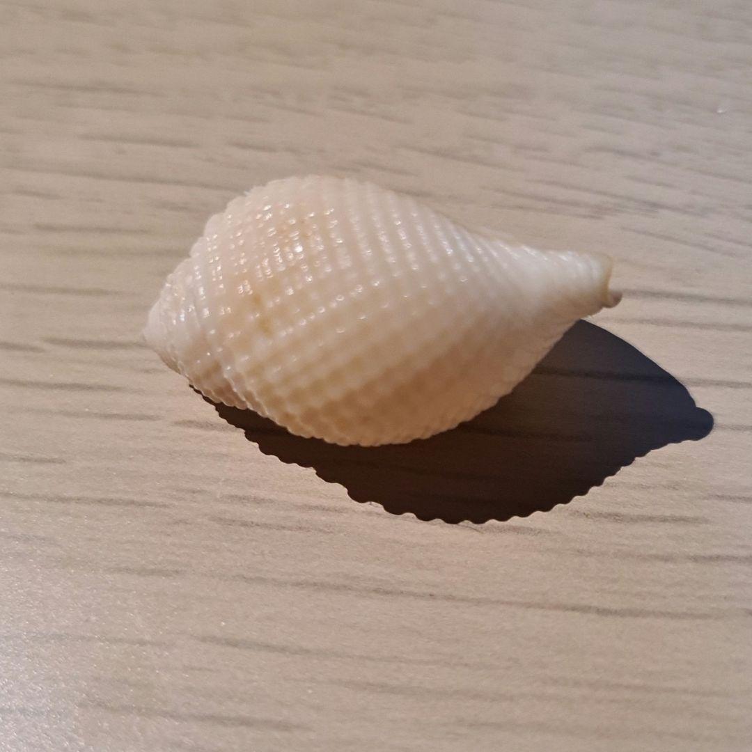 貝殻 Oocorys Lussii