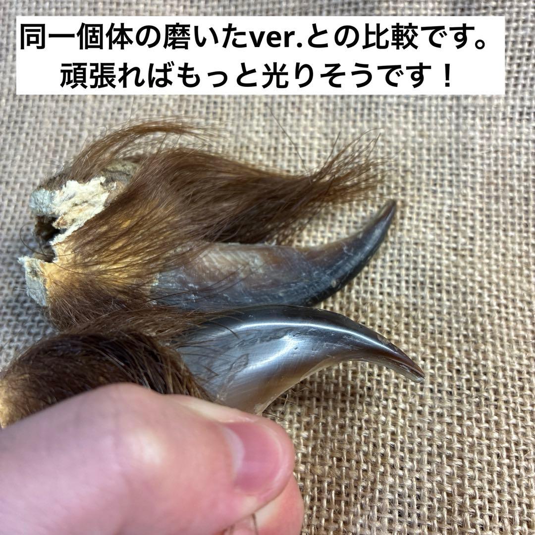 アリス