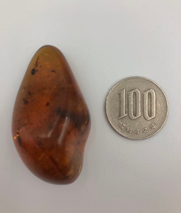 虫本琥珀 虫入りアンバー 即納 琥珀 ユニーク 天然石 宝石 化石