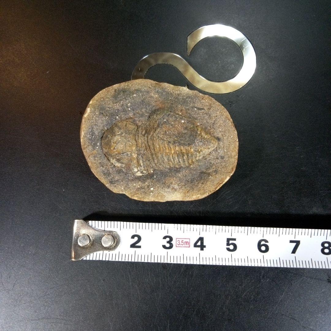 三葉虫　化石　fossil　ボリビア産　trilobite　三葉虫判別③