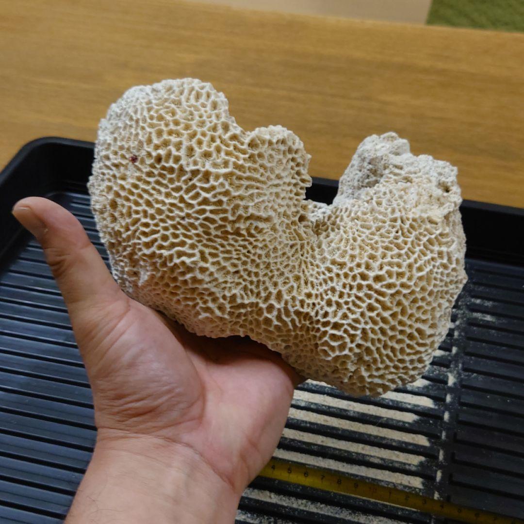 珊瑚　菊目石
