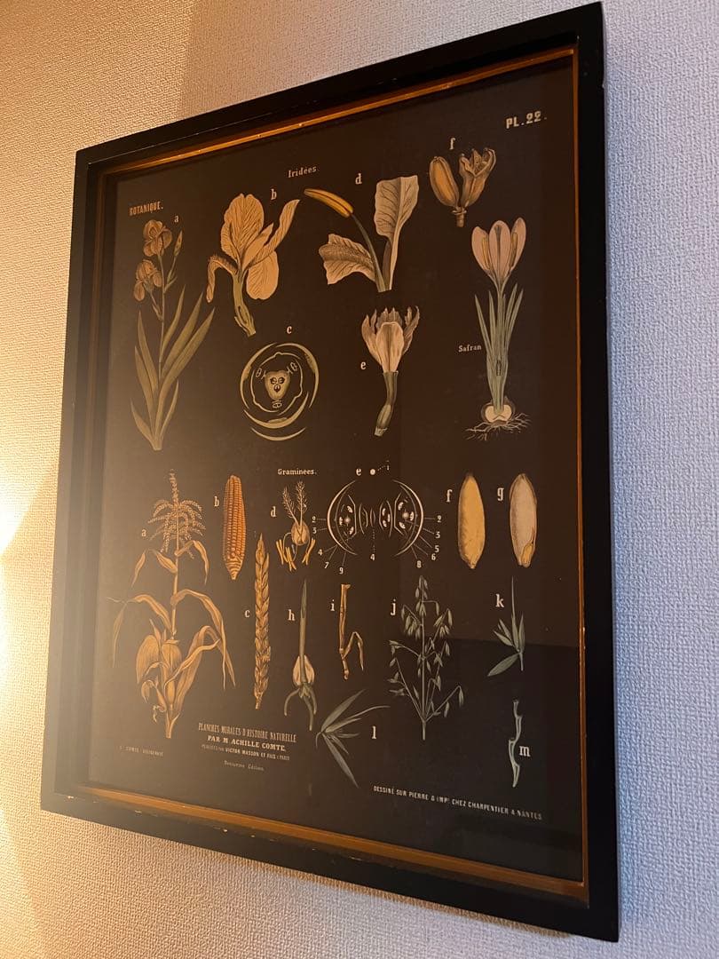 ビンテージ植物図鑑リトグラフ