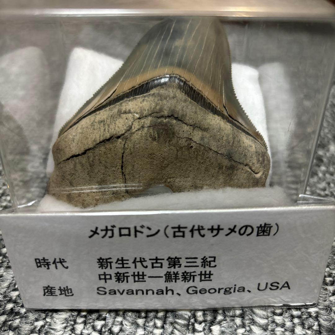 極上 メガロドン 歯 化石 本物 USA