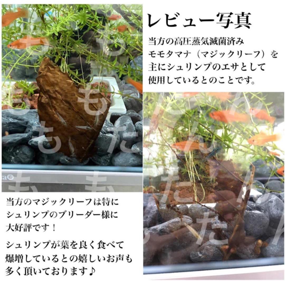 お徳用！サイズランダム400g高圧蒸気滅菌沖縄県産無農薬モモタマナ