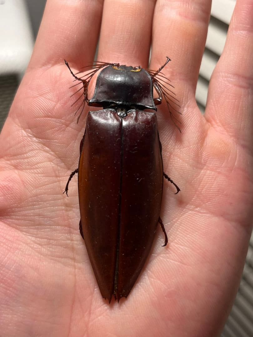 【米搗最大級】Oxynopterus sp.コメツキムシ 69mm ハムシ昆虫標