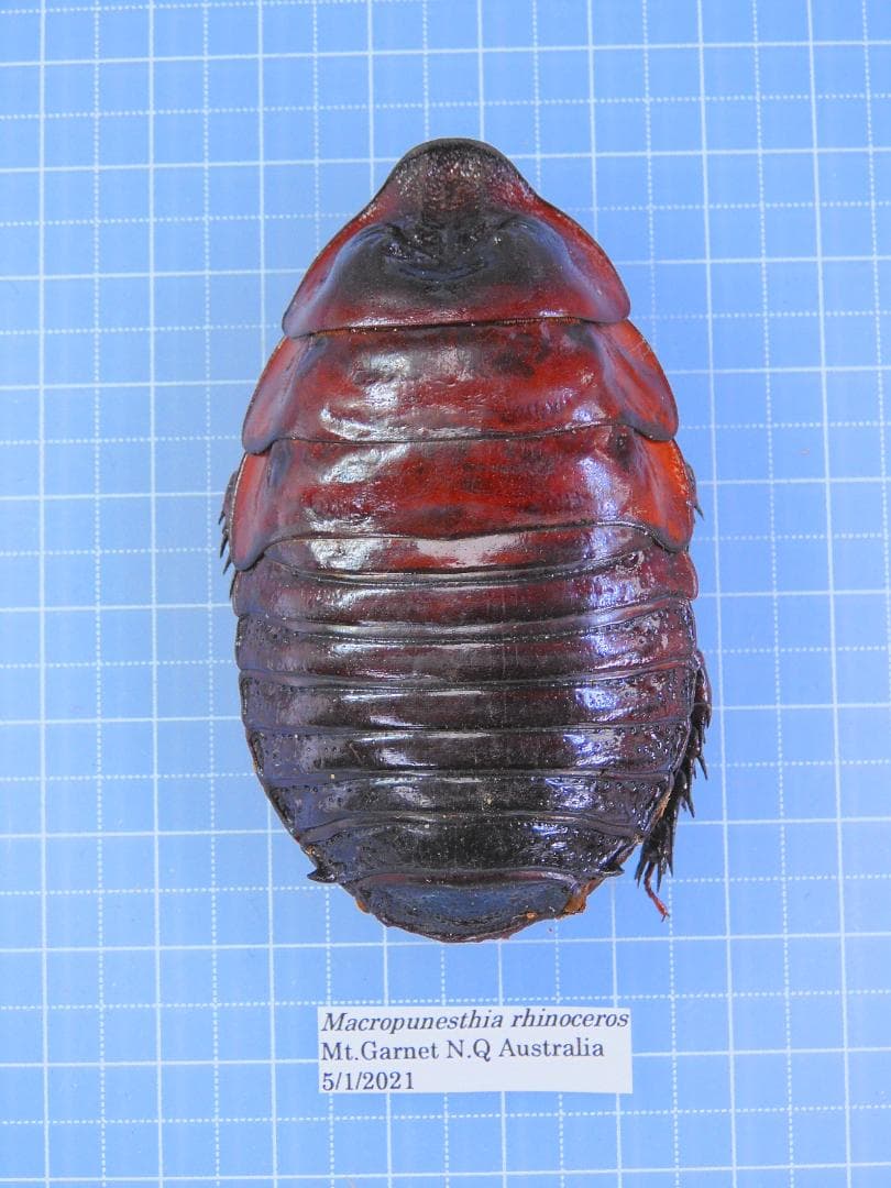 オーストラリア産　モグラゴキブリ　67mm