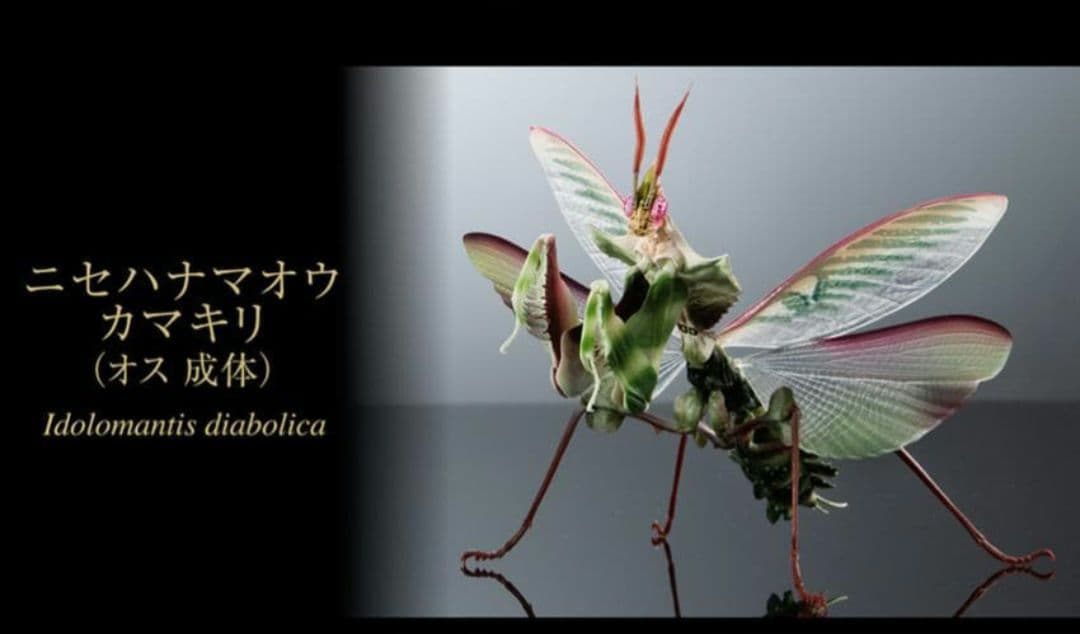 いきもの大図鑑アドバンス ニセハナマオウカマキリ　オス 成虫　オンライン版