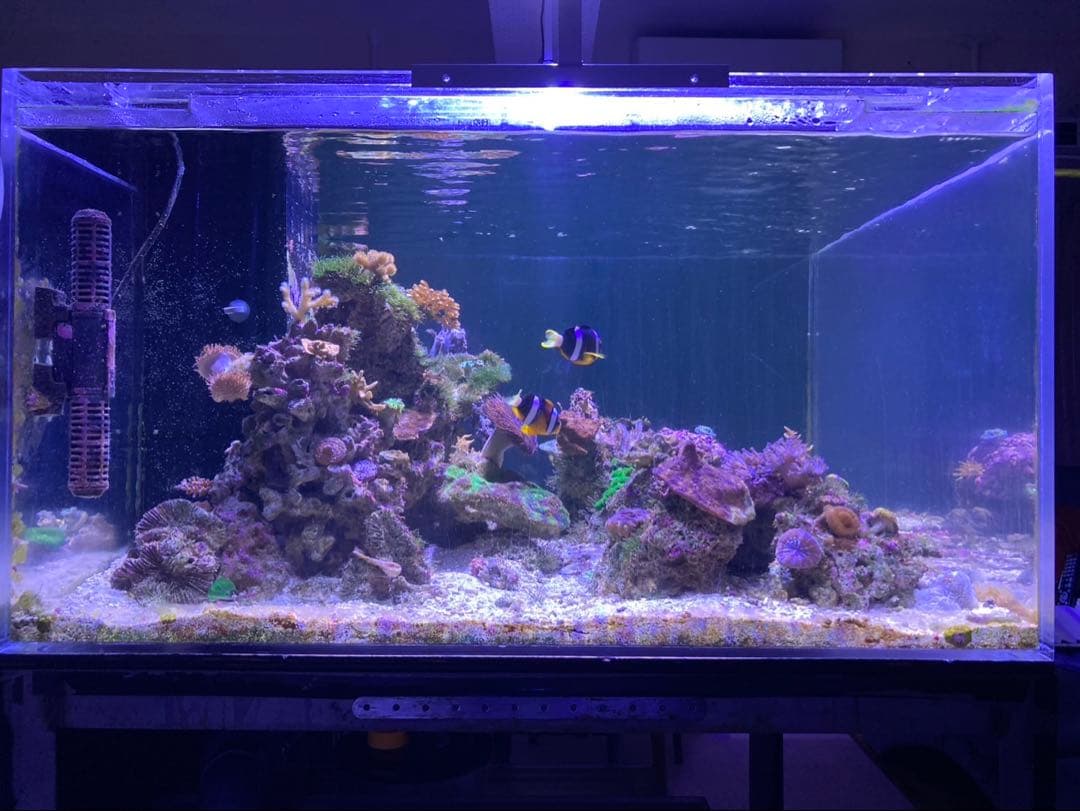アクリル 大型 水槽 水槽セット 900×900×500 海水魚 珊瑚 飼育