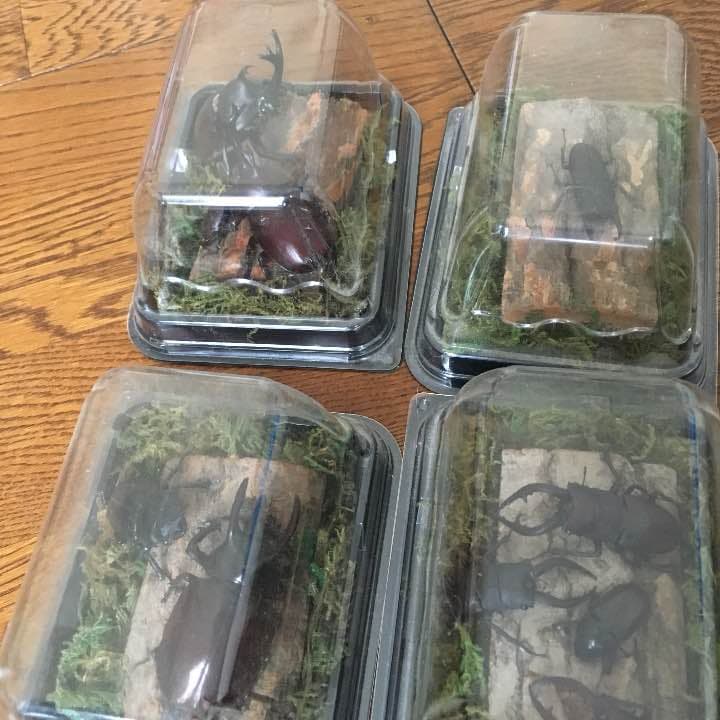 昆虫 標本化