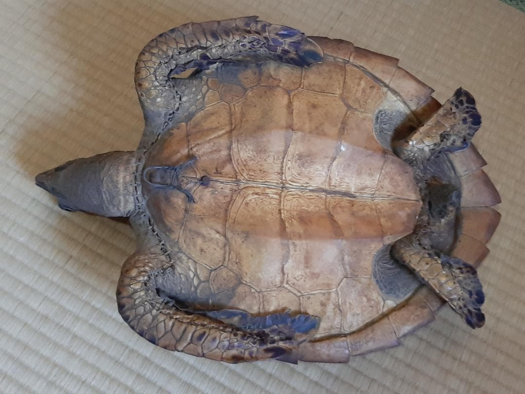 タイマイ　ウミガメ　剥製　大小2個体セット　国際希少野生動植物種登録票付き