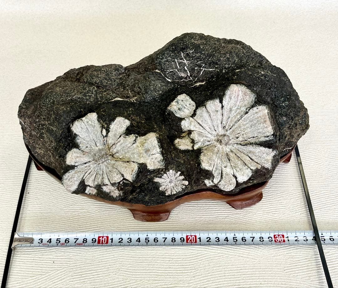 菊花石　/梅化石　石盆栽　松盆栽 向日葵鑑賞石盆石水石