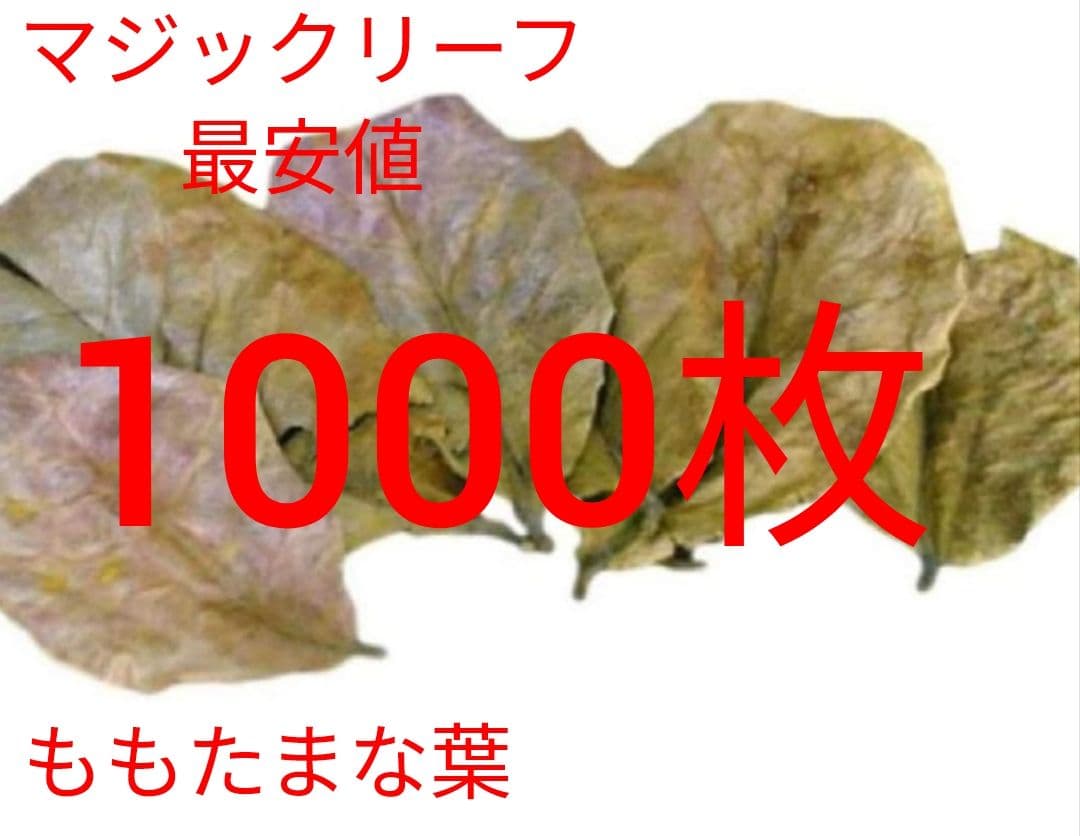 大小様々　無農薬マジックリーフ　天然ももたまな葉　　枚