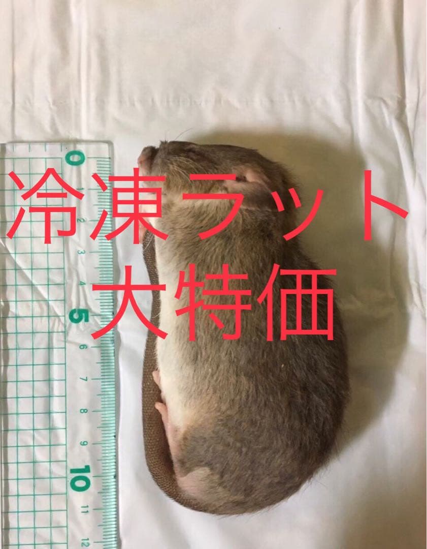 冷凍SM100匹