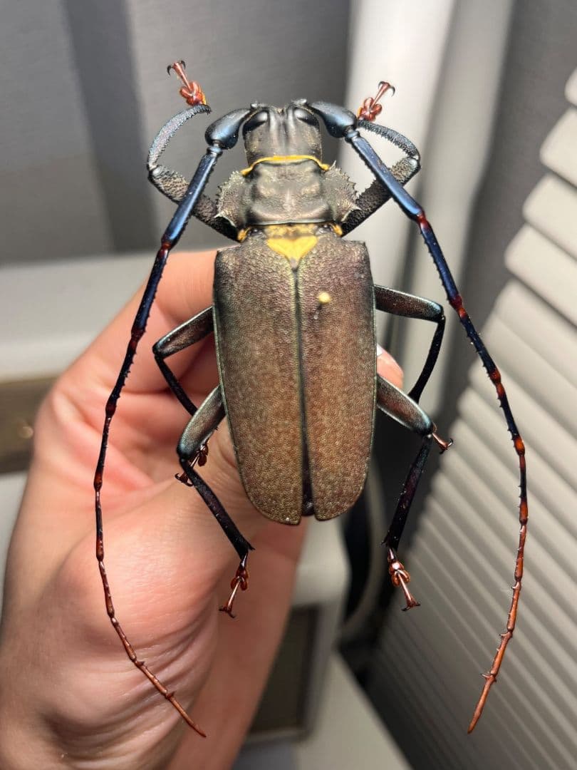 【63mm】Mallaspis カミキリ 標本ナンベイオオタガメ ハナムグリ