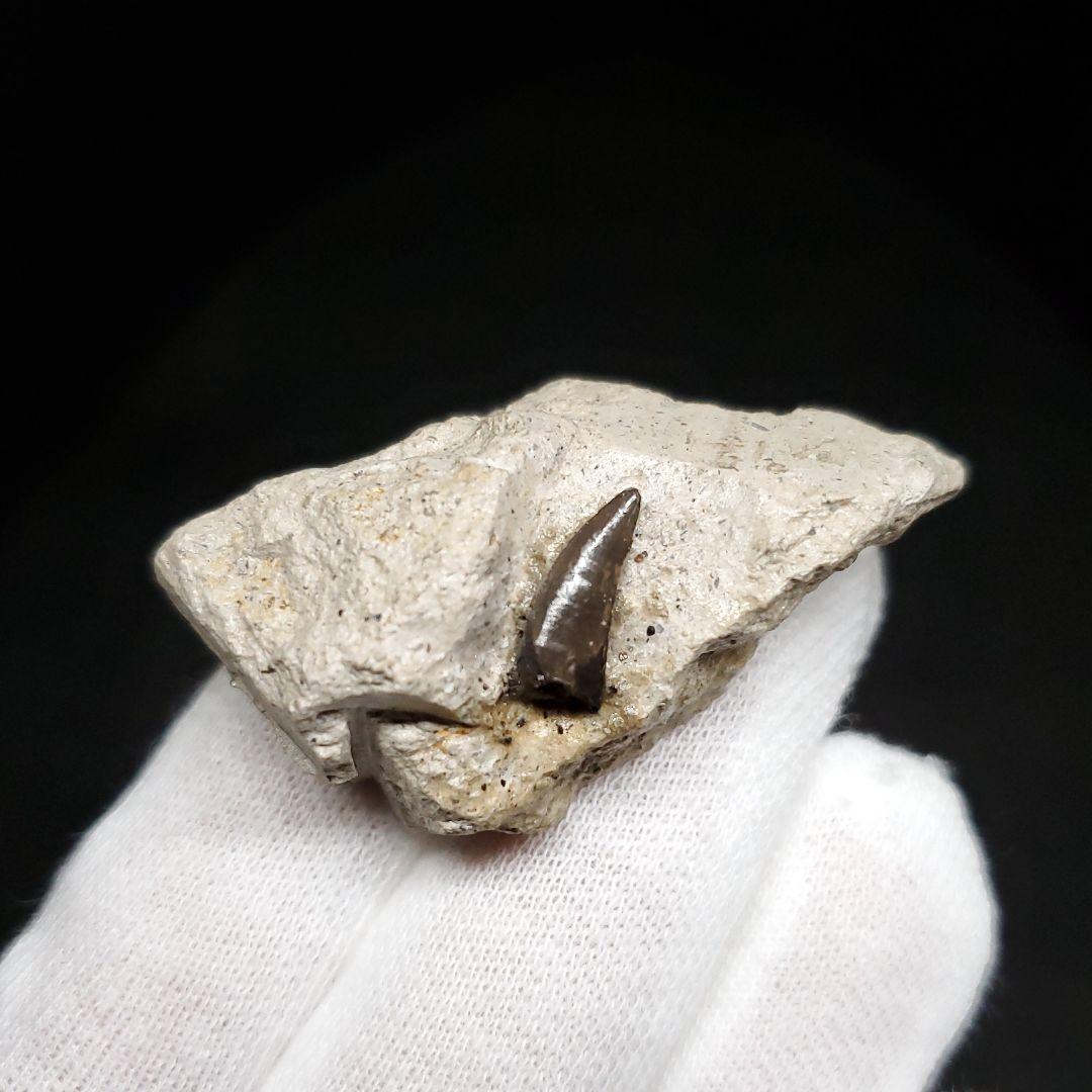 母岩付き ヌテテス 歯 本物 化石 フランス産 45.27mm  fr134