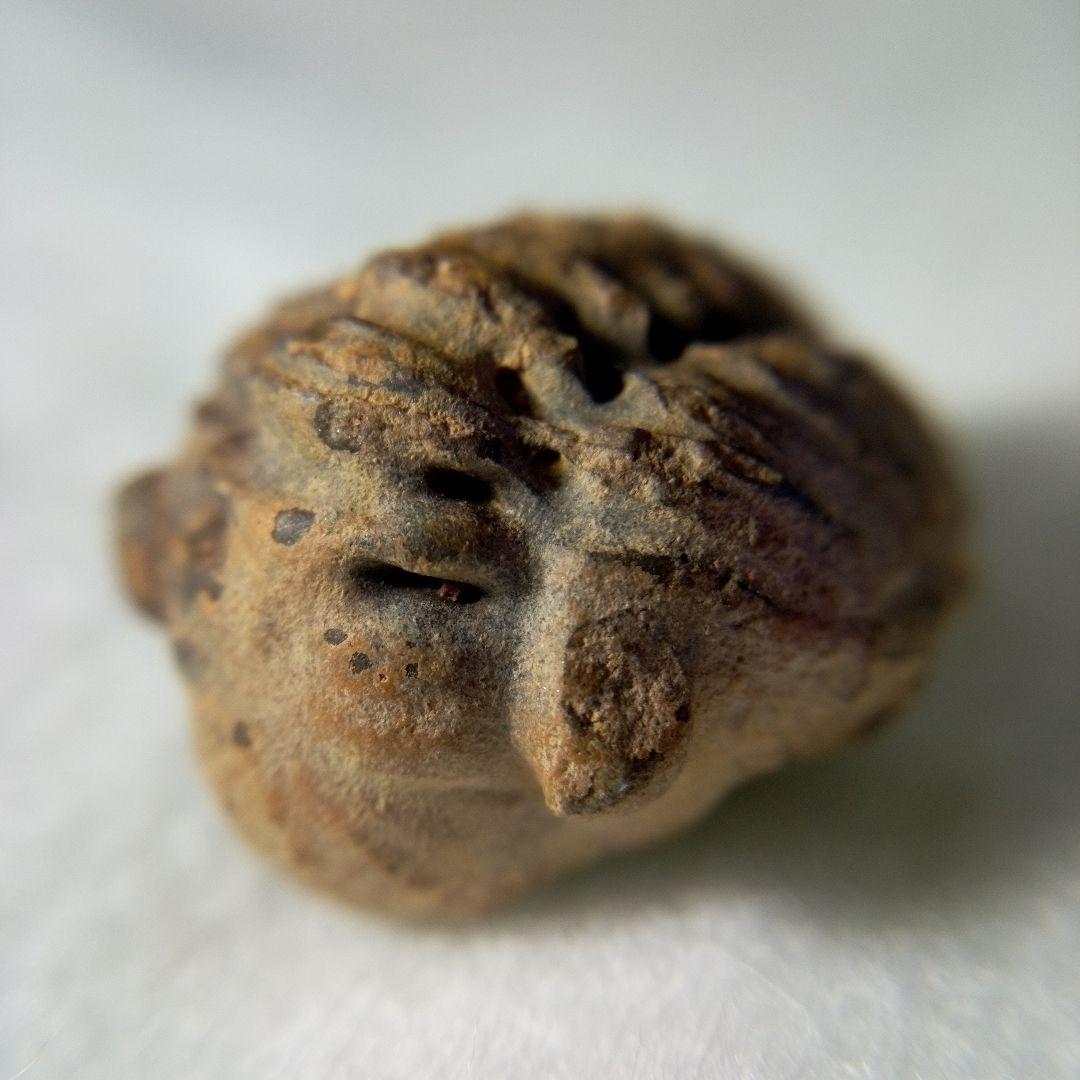 三葉虫　化石　三葉虫化石　究極のレトロ　小さい化石　fossil　化石管理番号①