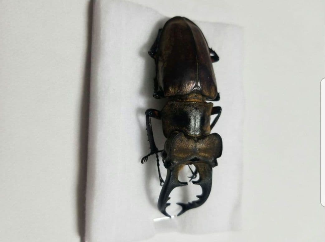 お正月限定お値下げ　福岡県産　ミヤマクワガタ　標本 74mm