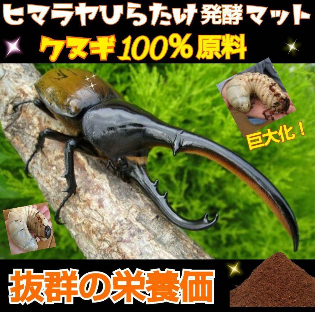 たっぷり100リットル！お買い得！カブトムシ幼虫の餌☆丸々太ります！産卵にも抜群