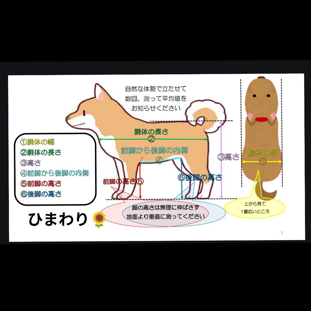 豆柴犬4輪　リハビリ　食事補助　犬用車椅子　体制維持　犬の歩行器