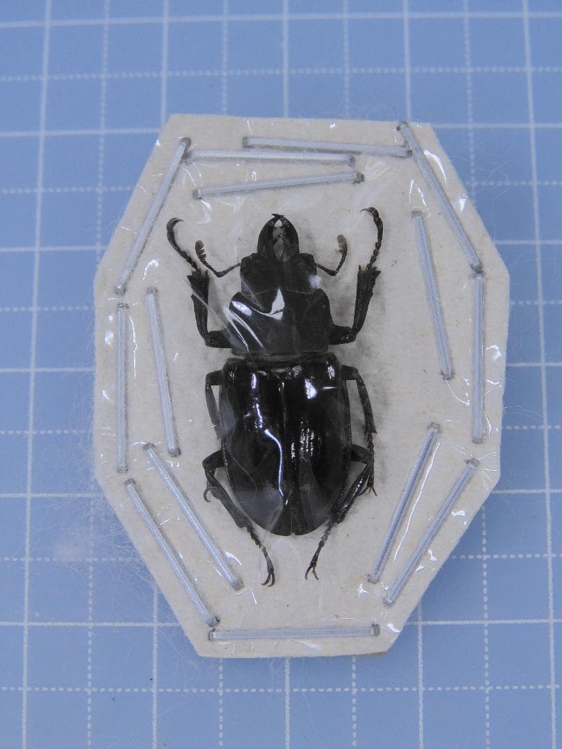 標本 Odontolabis nobuhikoi rare 24mm