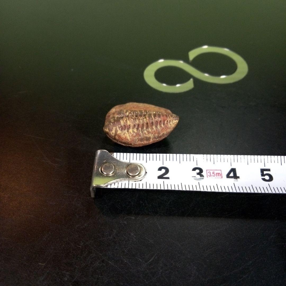 三葉虫　化石　fossil　海　ボリビア産　trilobite　海生動物分類⑩