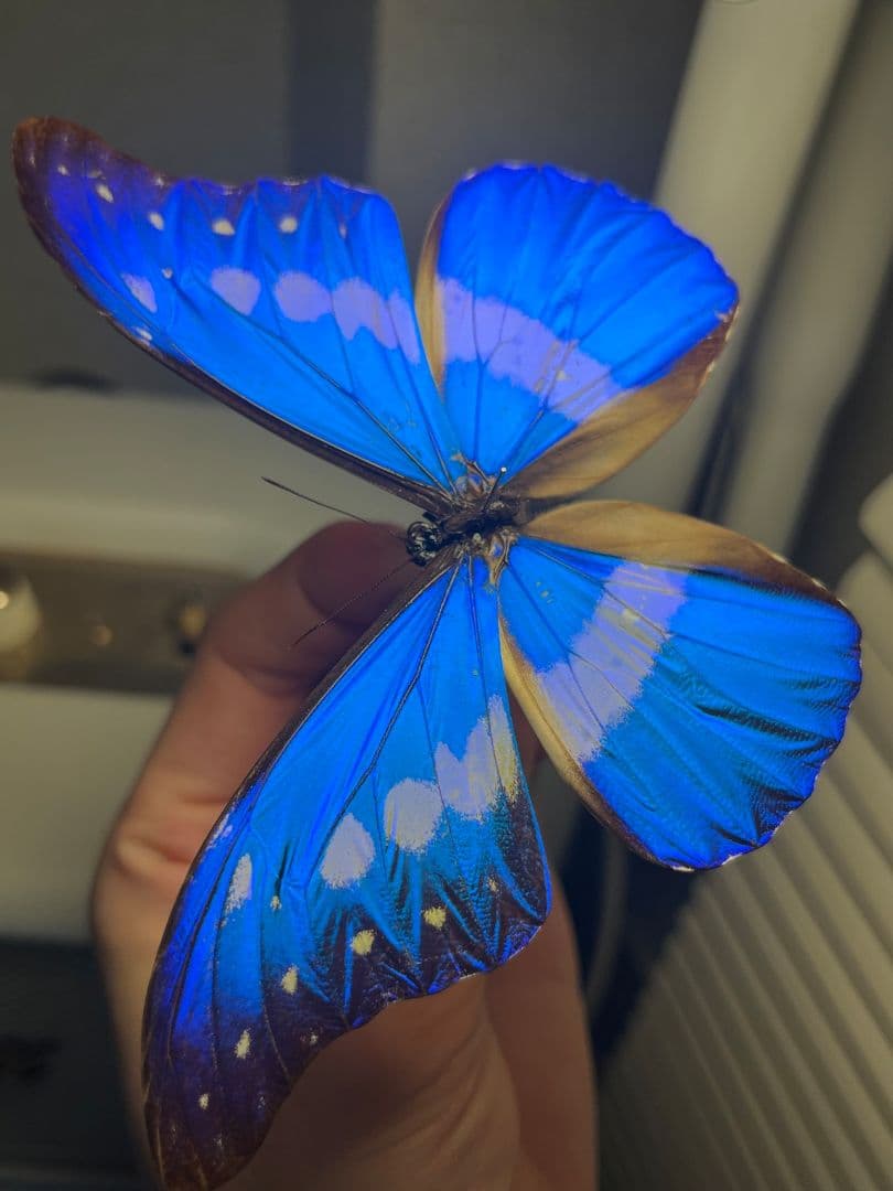 ヘレナモルフォ レテノールモルフォ蝶 蛾モルフォチョウMorpho昆虫標本