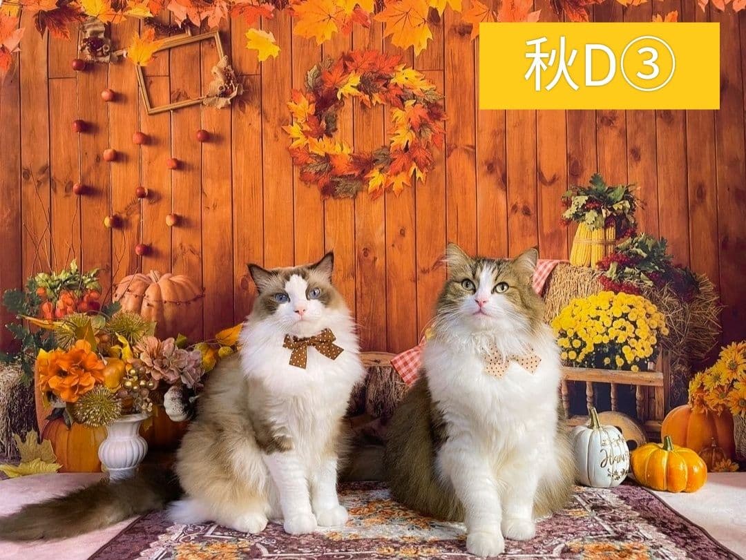 背景布×10+2　ペット撮影用フォトブース　トリミングチョーカー販売中　Xmas