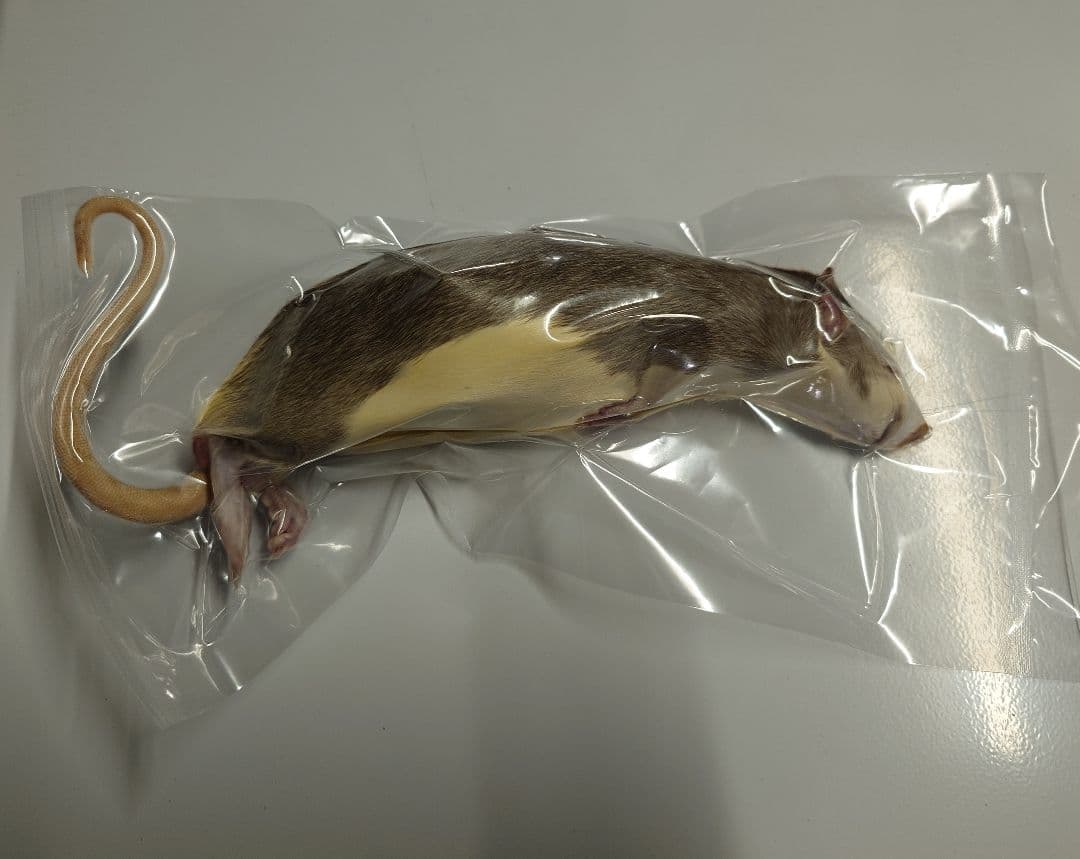 個包装 冷凍ラット 30匹セット 100~130g